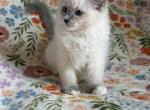 TICA Blue Mitted Mismarked Ragdoll Girl Lilibet - Ragdoll Kitten For Sale - IL&comma; US