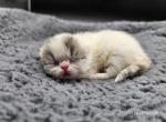 Curie - Exotic Kitten For Sale - Bois D Arc&comma; MO&comma; US