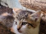 Cali - Domestic Kitten For Sale - 