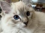 Simba - Ragdoll Kitten For Sale - Prairieville&comma; LA&comma; US