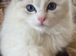 Bluebelle - Ragdoll Kitten For Sale - Prairieville&comma; LA&comma; US