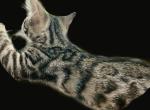 Bengal Maine Coon Silver - Bengal Kitten For Sale - 