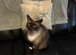 Eclipse - Siamese Cat For Adoption - 