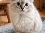Honey - Ragdoll Kitten For Sale - Prairieville&comma; LA&comma; US