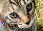 Bengal Maine Coon Silver - Bengal Kitten For Sale - Marysville&comma; WA&comma; US