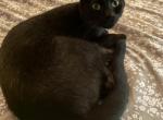 Berlioz - Domestic Cat For Adoption - 