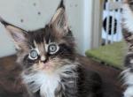 Kate - Maine Coon Kitten For Sale - Brooklyn&comma; NY&comma; US
