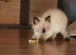 Neptune - Ragdoll Kitten For Sale - La Porte&comma; IN&comma; US