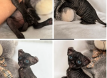 Mama - Sphynx Kitten For Sale - Los Angeles&comma; CA&comma; US