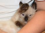 Jupiter - Ragdoll Kitten For Sale - 