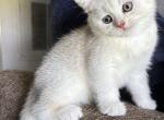 Skat - Brazilian Shorthair Kitten For Sale - 