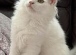Mix Ragdoll & Turkish Van - Ragdoll Kitten For Sale - 