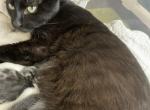 Melanistic Bengal mix - Bengal Cat For Sale - Marysville&comma; WA&comma; US