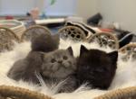 Litter 1 - British Shorthair Kitten For Sale - Charlotte&comma; NC&comma; US