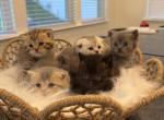 Litter 2 - Scottish Fold Kitten For Sale - Charlotte&comma; NC&comma; US