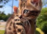 Dora - Bengal Kitten For Sale - Dallas&comma; TX&comma; US