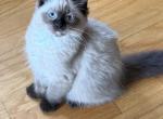 Baby male2 - Ragdoll Kitten For Sale - Syracuse&comma; NY&comma; US