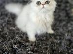 Labor Day Special Shaded Silver Persian - Persian Kitten For Sale - Dallas&comma; TX&comma; US