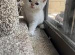 Ice - Scottish Straight Kitten For Sale - Falls Church&comma; VA&comma; US