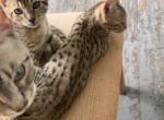 Bengal Savannahs - Bengal Kitten For Sale - Worcester&comma; MA&comma; US