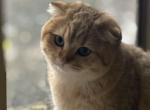 Basbous - Scottish Fold Kitten For Sale - 