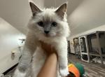Princess Evangeline - Ragdoll Kitten For Adoption - 