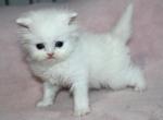 White Male Persian Kitten Bisquit - Persian Kitten For Sale - Stanton&comma; MO&comma; US