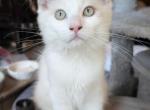 Jimmie - Ragdoll Kitten For Sale - 