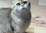 Luna - Scottish Fold Cat For Sale - 