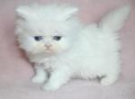White Female Persian Kitten Cookie - Persian Kitten For Sale - Stanton&comma; MO&comma; US