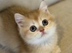Melody - Scottish Straight Kitten For Sale - Burlington&comma; MA&comma; US
