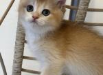 Melody - Scottish Straight Kitten For Sale - Burlington&comma; MA&comma; US