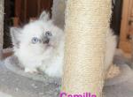 Camilla - Ragdoll Kitten For Sale - 