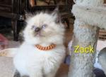 Zack - Ragdoll Kitten For Sale - 
