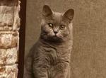 Prada - British Shorthair Cat For Sale - PA&comma; US
