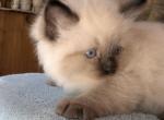 Zeke - Ragdoll Kitten For Sale - 