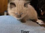 Tiger - Ragdoll Kitten For Sale - Reading&comma; PA&comma; US