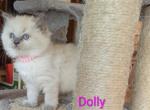 Dolly - Ragdoll Kitten For Sale - Reading&comma; PA&comma; US