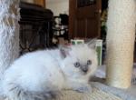 Brooklyn - Ragdoll Kitten For Sale - Reading&comma; PA&comma; US