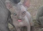 Mouse - Sphynx Kitten For Sale - IL&comma; US