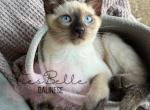 Kiwi - Siamese Kitten For Sale - CA&comma; US