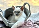 Berry - Siamese Kitten For Sale - CA&comma; US
