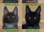 Thorin n Company - Maine Coon Kitten For Sale - Albuquerque&comma; NM&comma; US