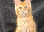 Luthor - Maine Coon Kitten For Sale - Hollywood&comma; FL&comma; US