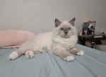 Snow - Ragamuffin Cat For Sale - 
