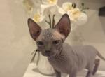 Blue Sphynx Priced Reduced - Sphynx Kitten For Sale - Las Vegas&comma; NV&comma; US