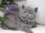 Ira - British Shorthair Kitten For Sale - 