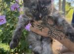 Poppy Dream Works Litter - Maine Coon Kitten For Sale - Doniphan&comma; MO&comma; US