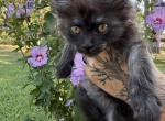 Andarna Empyrean Litter - Maine Coon Kitten For Sale - Doniphan&comma; MO&comma; US