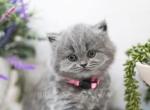 Holly - British Shorthair Kitten For Sale - 